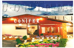 the-conifer
